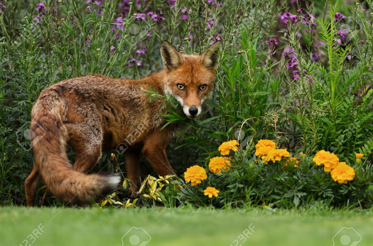 108826781-red-fox-standing-in-the-garden-with-flowers-spring-in-uk-.jpg
