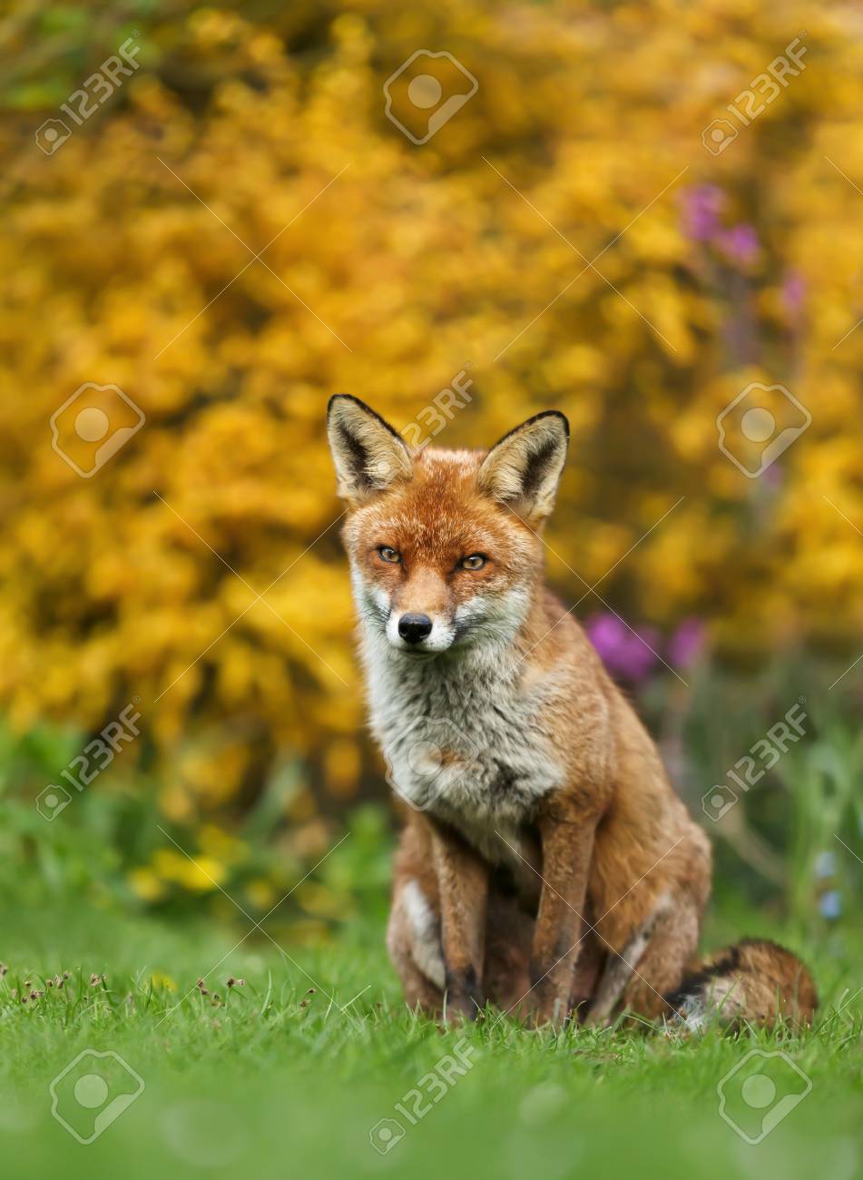 116616484-close-up-of-a-red-fox-sitting-on-the-grass-against-yellow-flowers-uk-.jpg