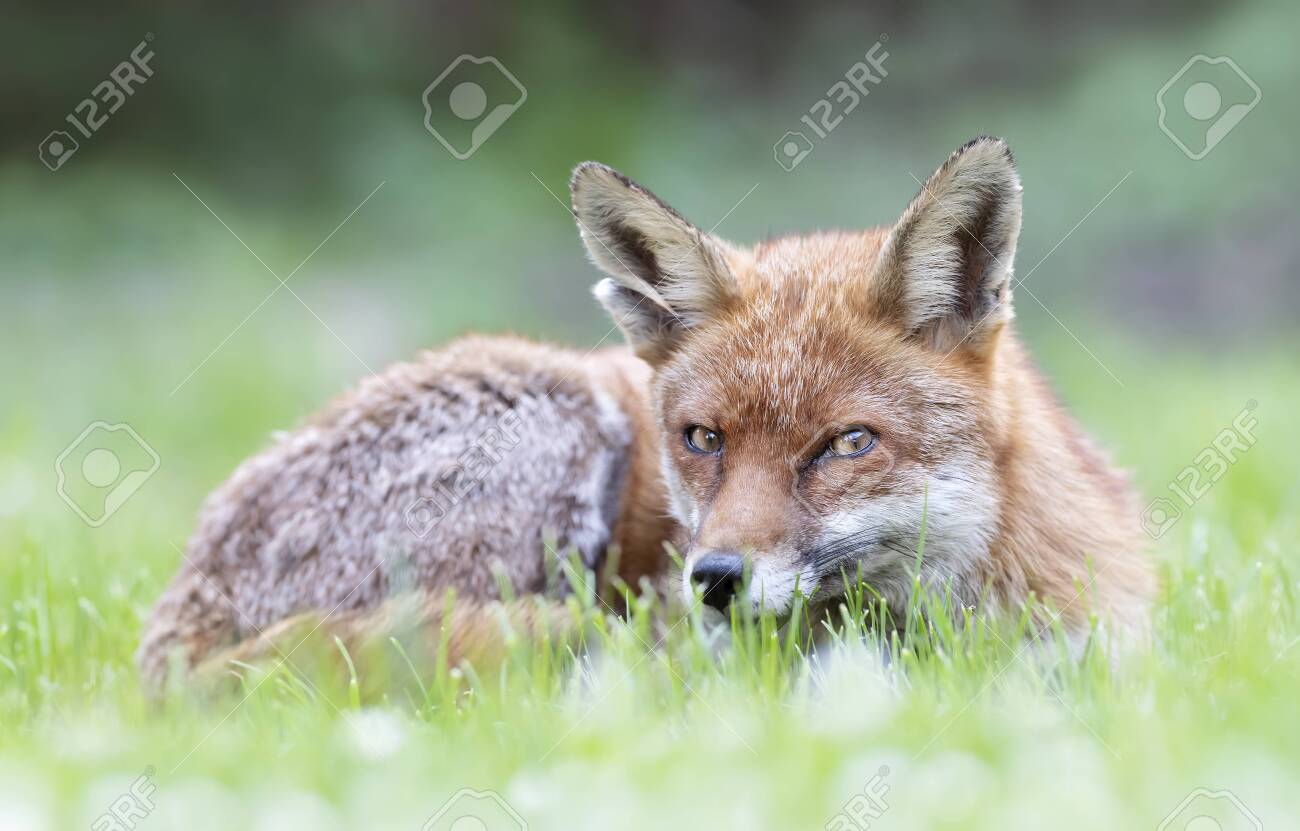 etiam-dictum-ipsum-a-felis