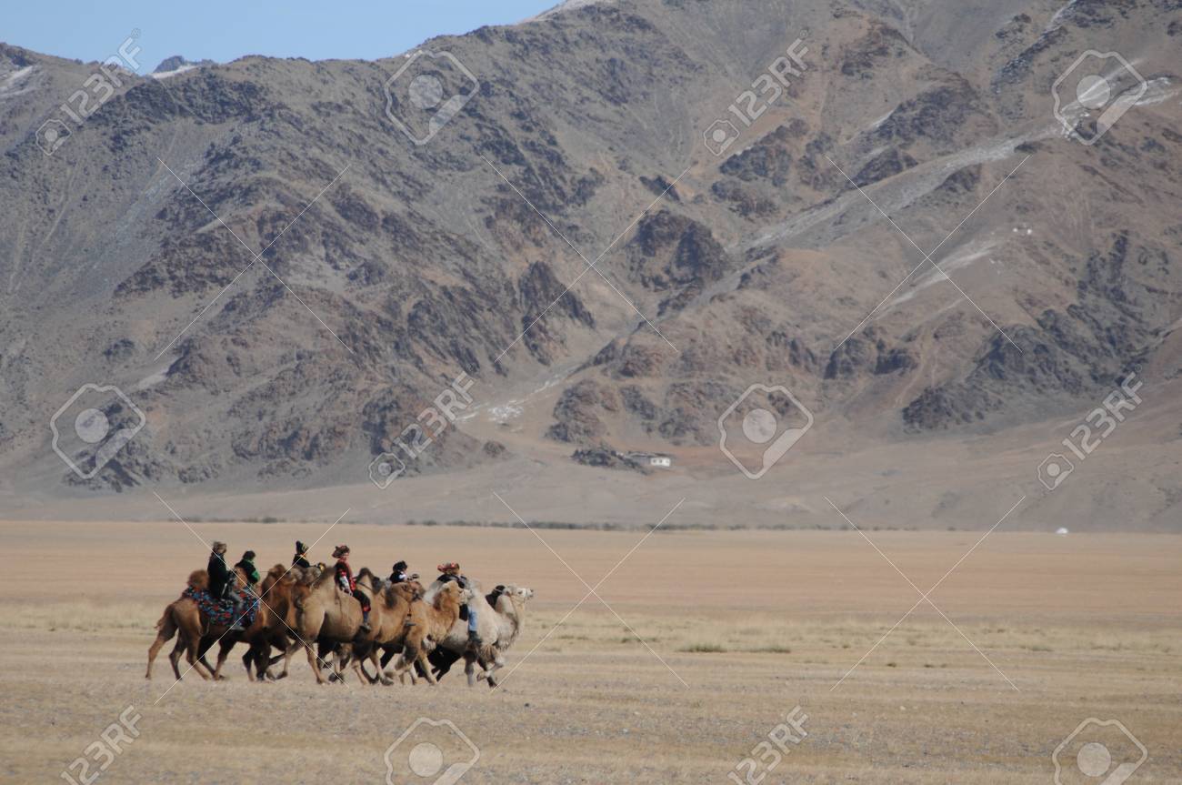 Camel Race During The Golden Eagle Festival In Mongolia