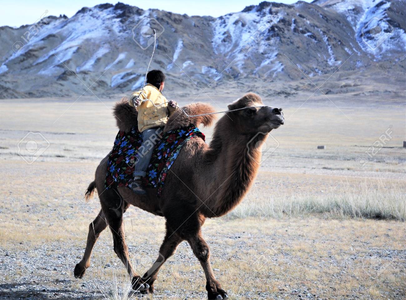 Camel Race During The Golden Eagle Festival In Mongolia