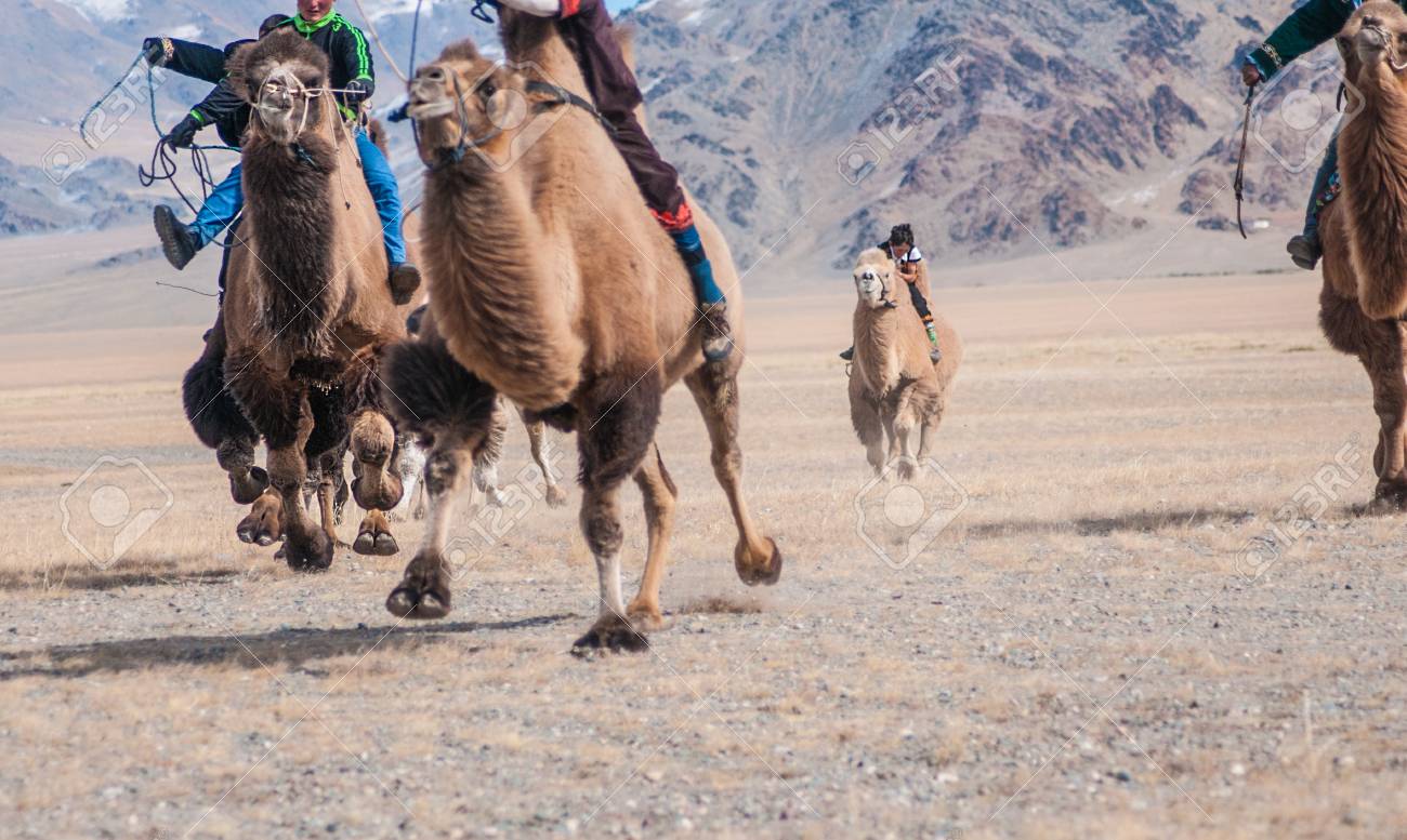 A Group Of Kids Racing In A Camel Running Competition During