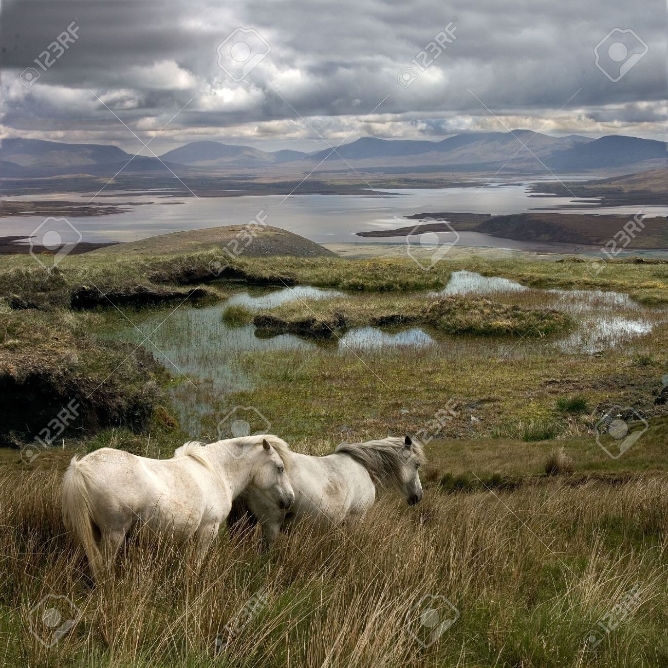 Wild Horses Free To Roam Around Achill Island Ireland Stock Photo Picture And Royalty Free Image Image 6180805