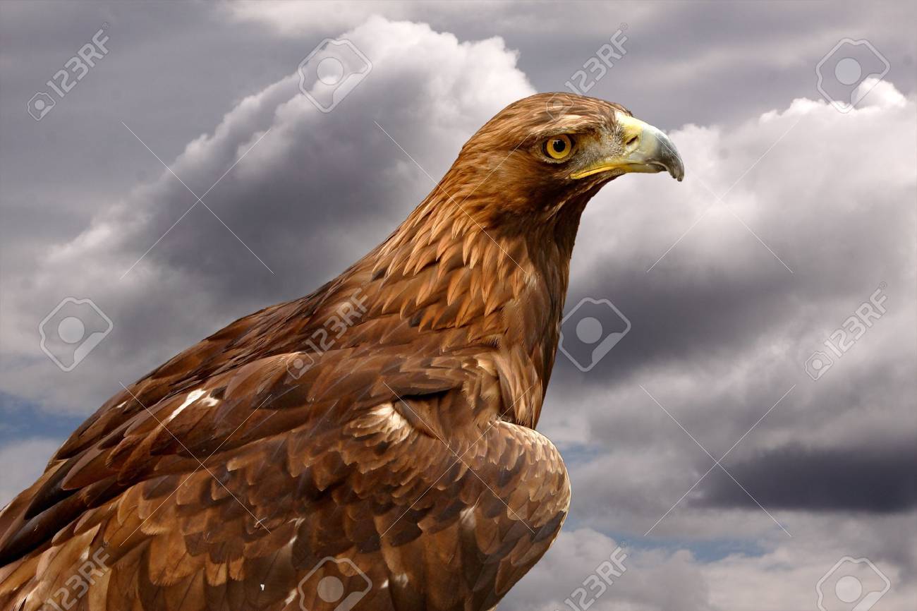 The Golden Eagle Is Considered To Be A Sacred Bird In Some Cultures