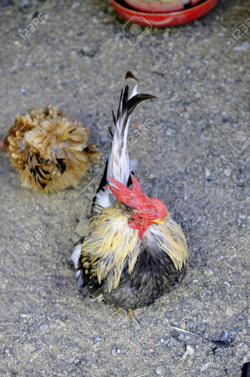 etiam-dictum-ipsum-a-felis