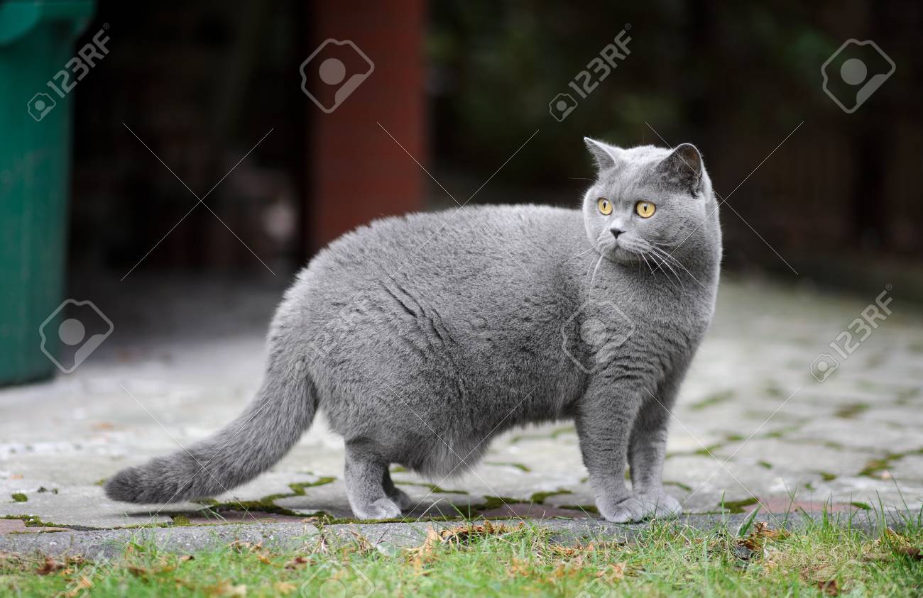 british shorthair outdoor cat