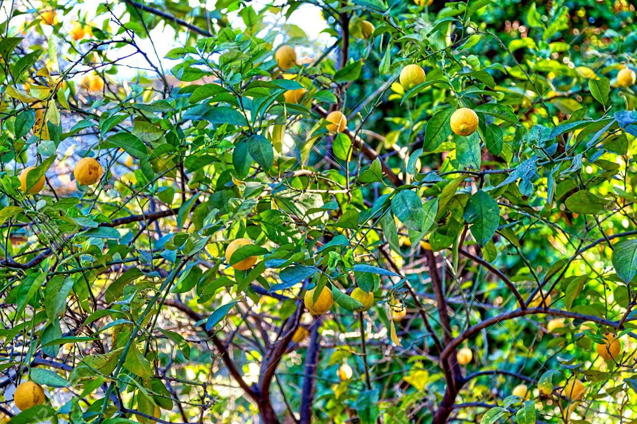 A Lemon Tree With Yellow Soft Fruits And Luminous Green Leaves In The City Of Fes In Morocco Northern Africa Stock Photo Picture And Royalty Free Image Image