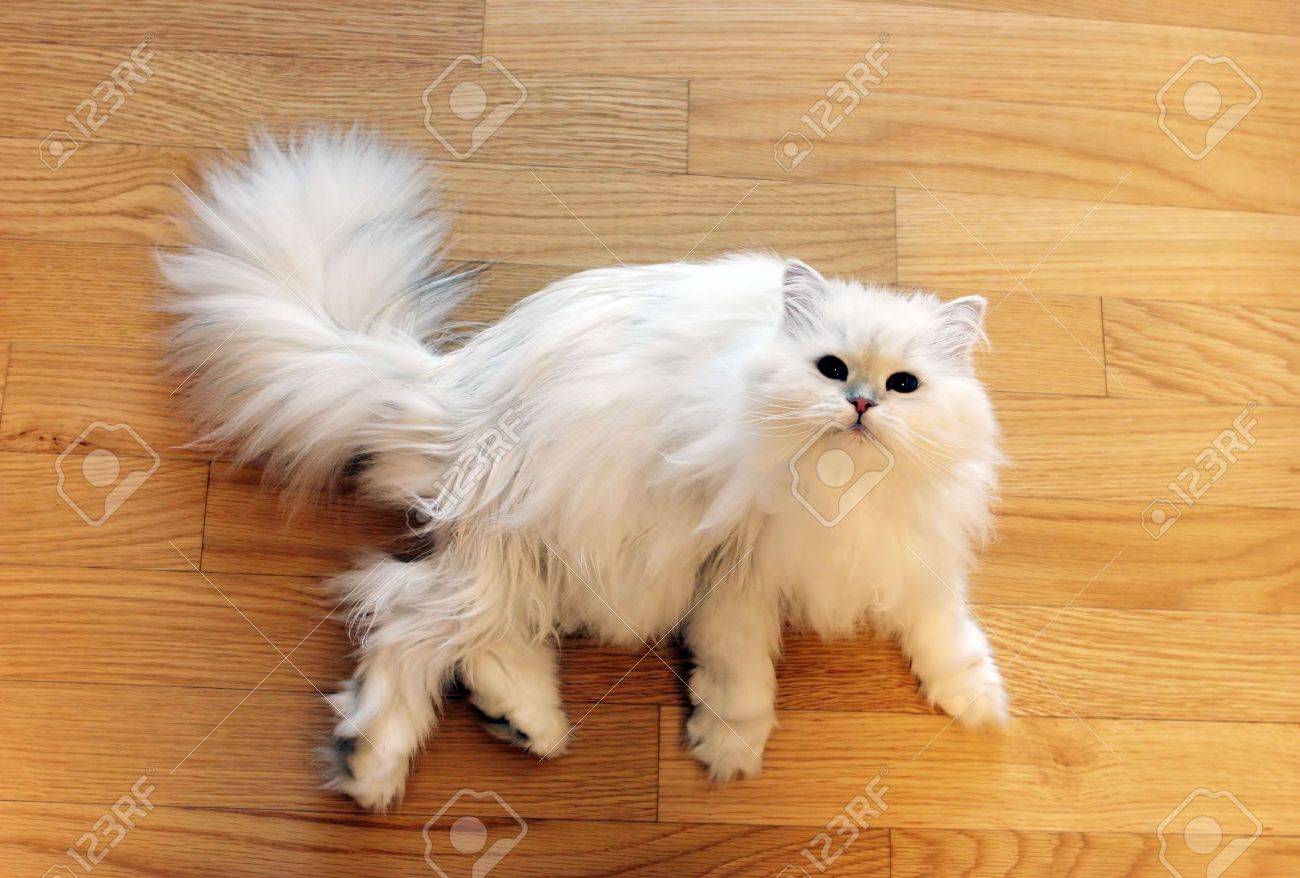 白いふわふわペルシャ猫が床に敷設 の写真素材 画像素材 Image