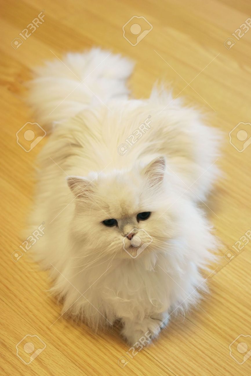 fluffy persian kittens