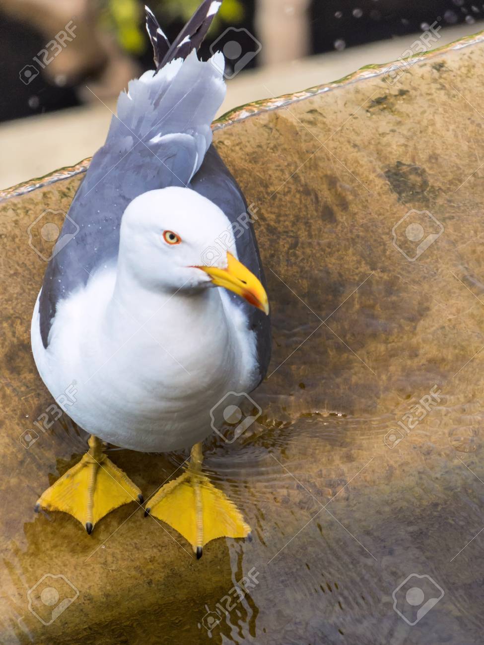 etiam-dictum-ipsum-a-felis