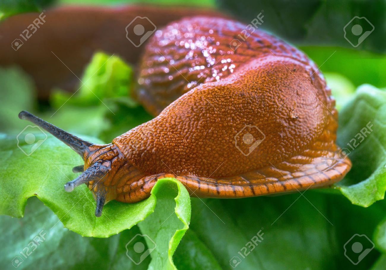 21383516-a-slug-in-the-garden-eating-a-l