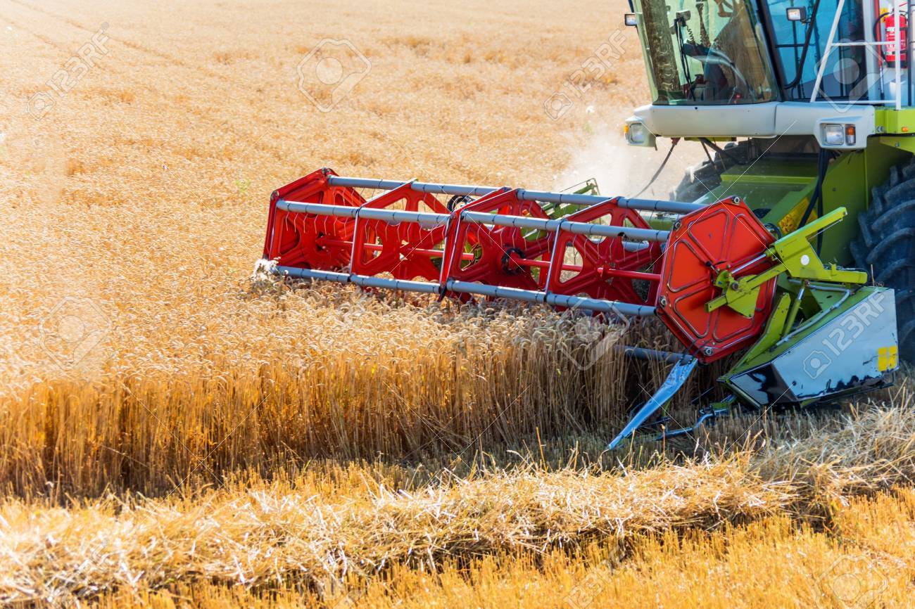 小麦の収穫時に畑 職場のコンバイン の写真素材 画像素材 Image