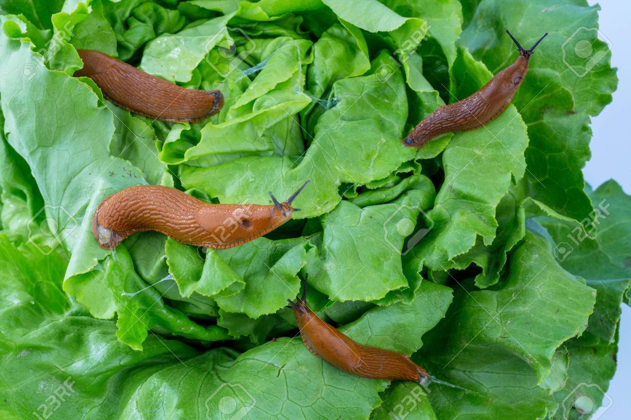 レタスの葉を食べる庭のナメクジ 庭のかたつむりの侵入 の写真素材 画像素材 Image