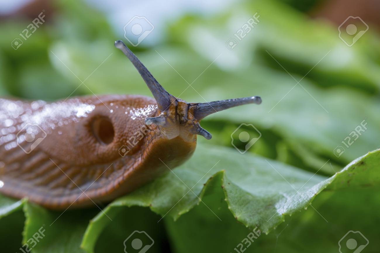 レタスの葉を食べる庭のナメクジ 庭のかたつむりの侵入 の写真素材 画像素材 Image