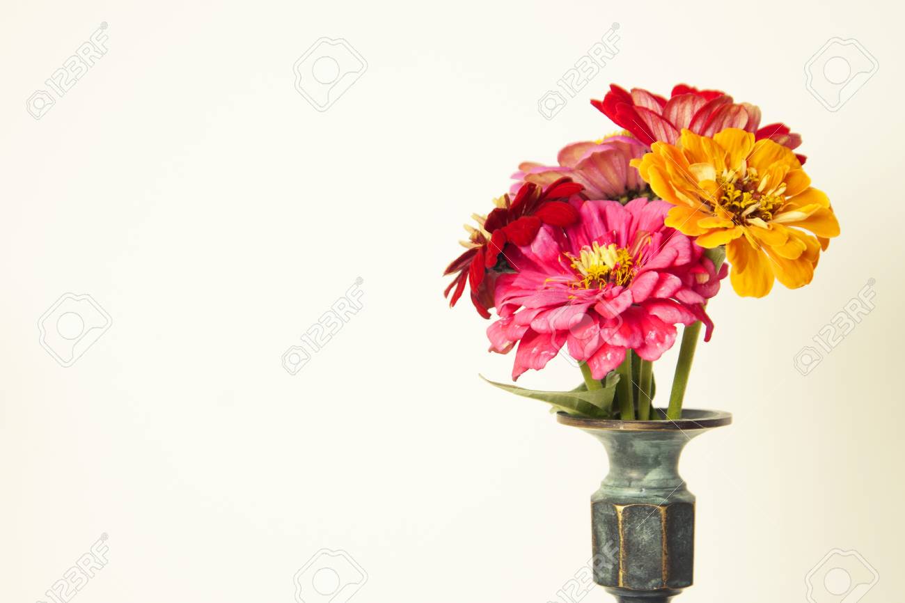 Bouquet Of Pink Zinnia Flowers In A Vase Isolated Indoor Stock Photo Picture And Royalty Free Image Image 108678392