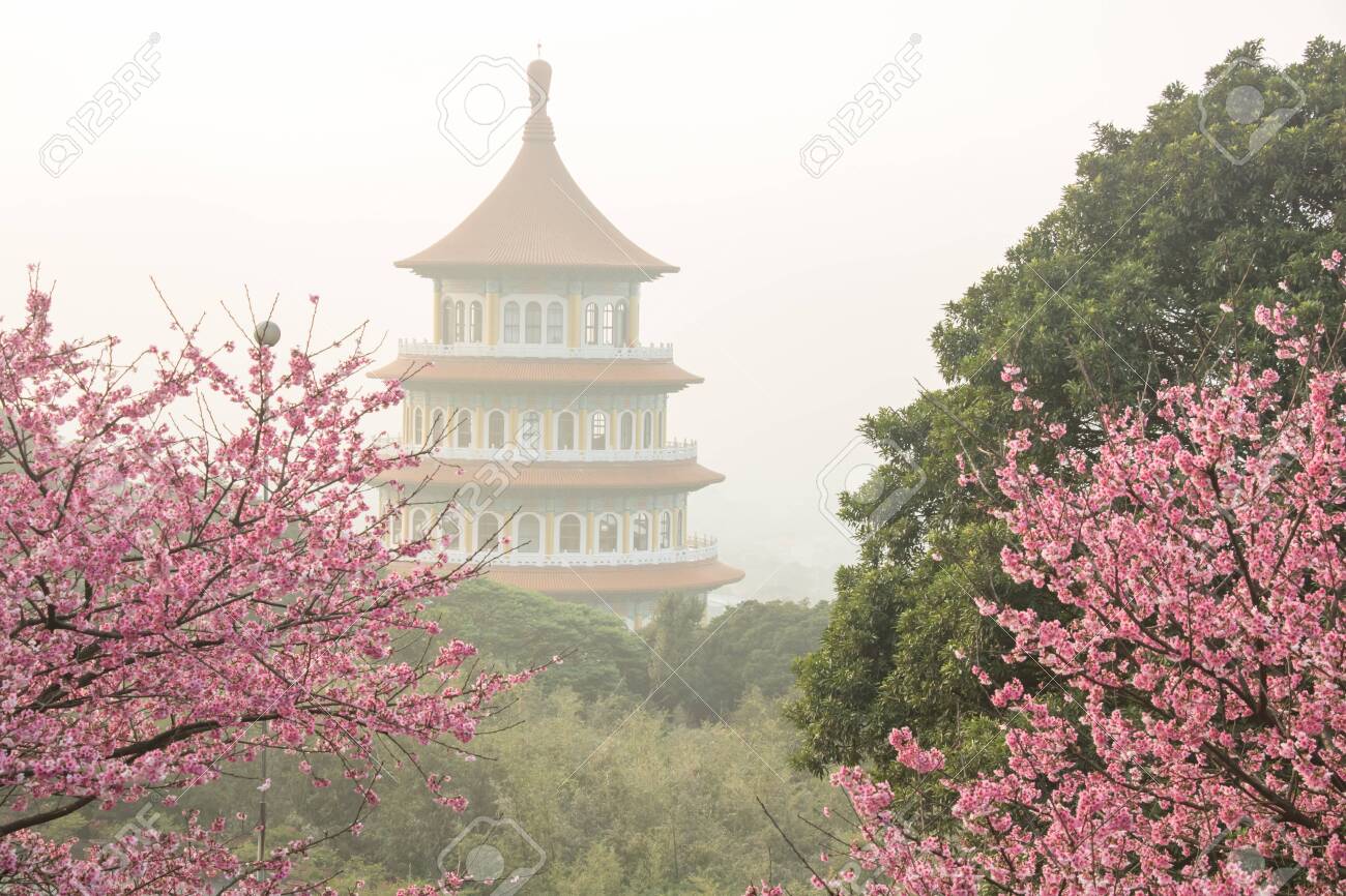 Tamsui Palace Tamsui Town New Taipei City Feb 2 2019 Cherry Blossom Of Tianyuan Palace In Sunny Day Stock Photo Picture And Royalty Free Image Image 133650109