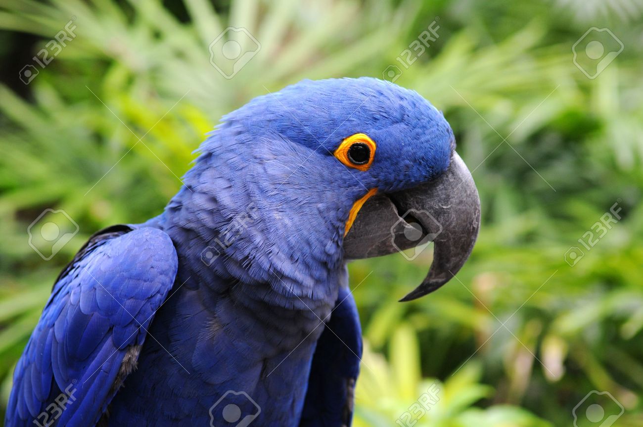 blue hyacinth macaw parrot in its natural environment stock photo