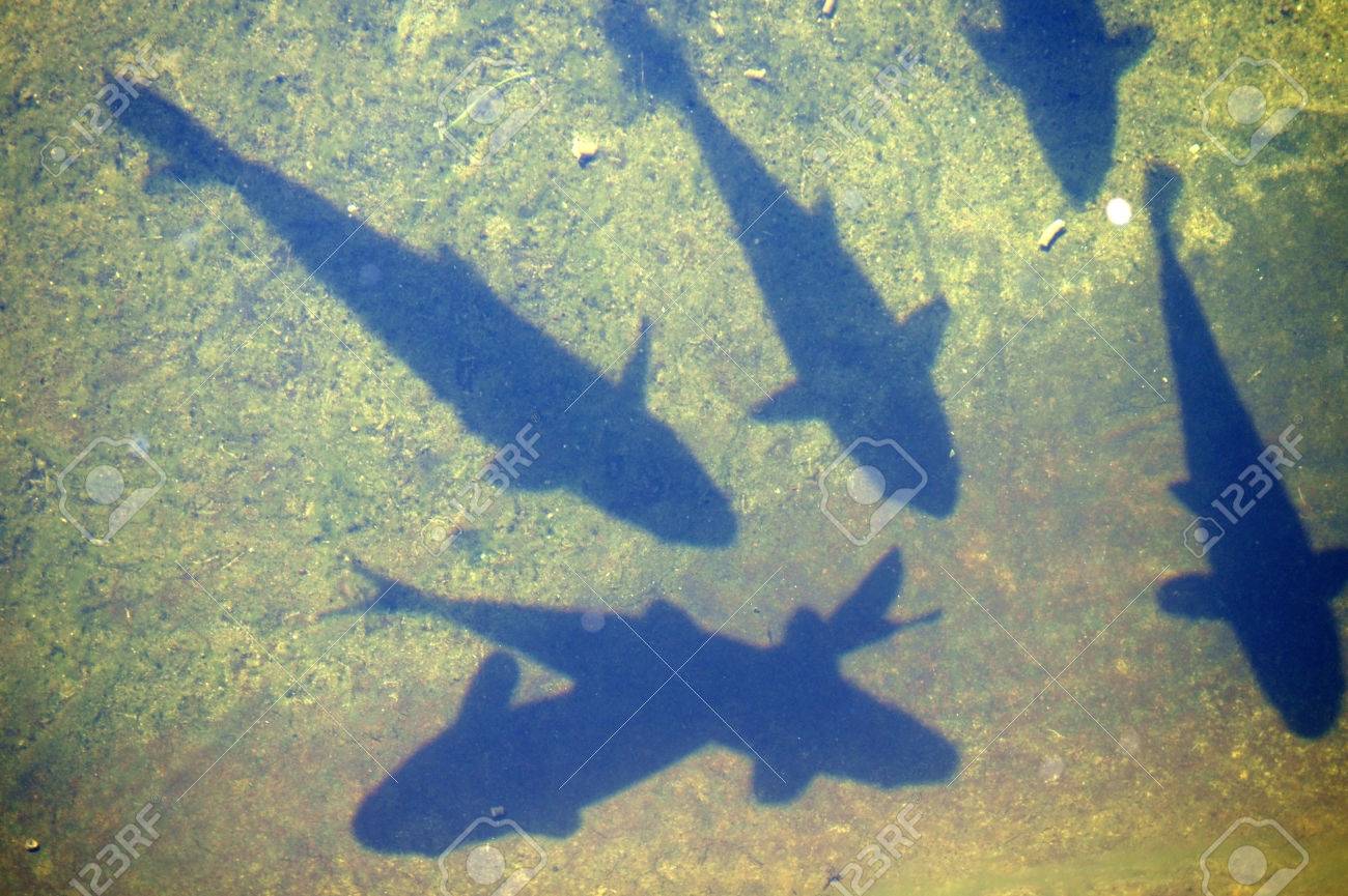 水面直下を泳ぐ 影を落として魚群れのクローズ アップ の写真素材 画像素材 Image