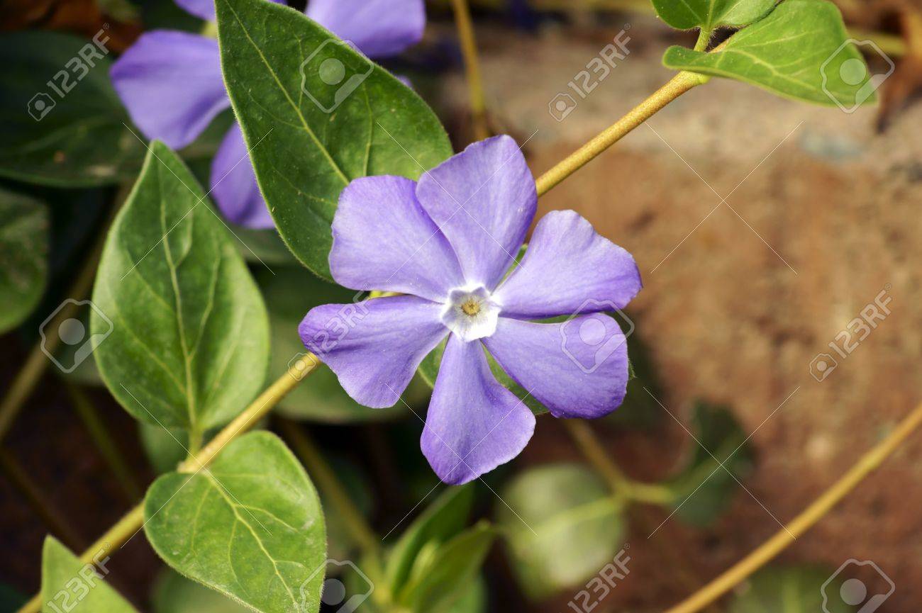 地面に小さな常緑低木の紫色の花。の写真素材・画像素材 Image 44349546