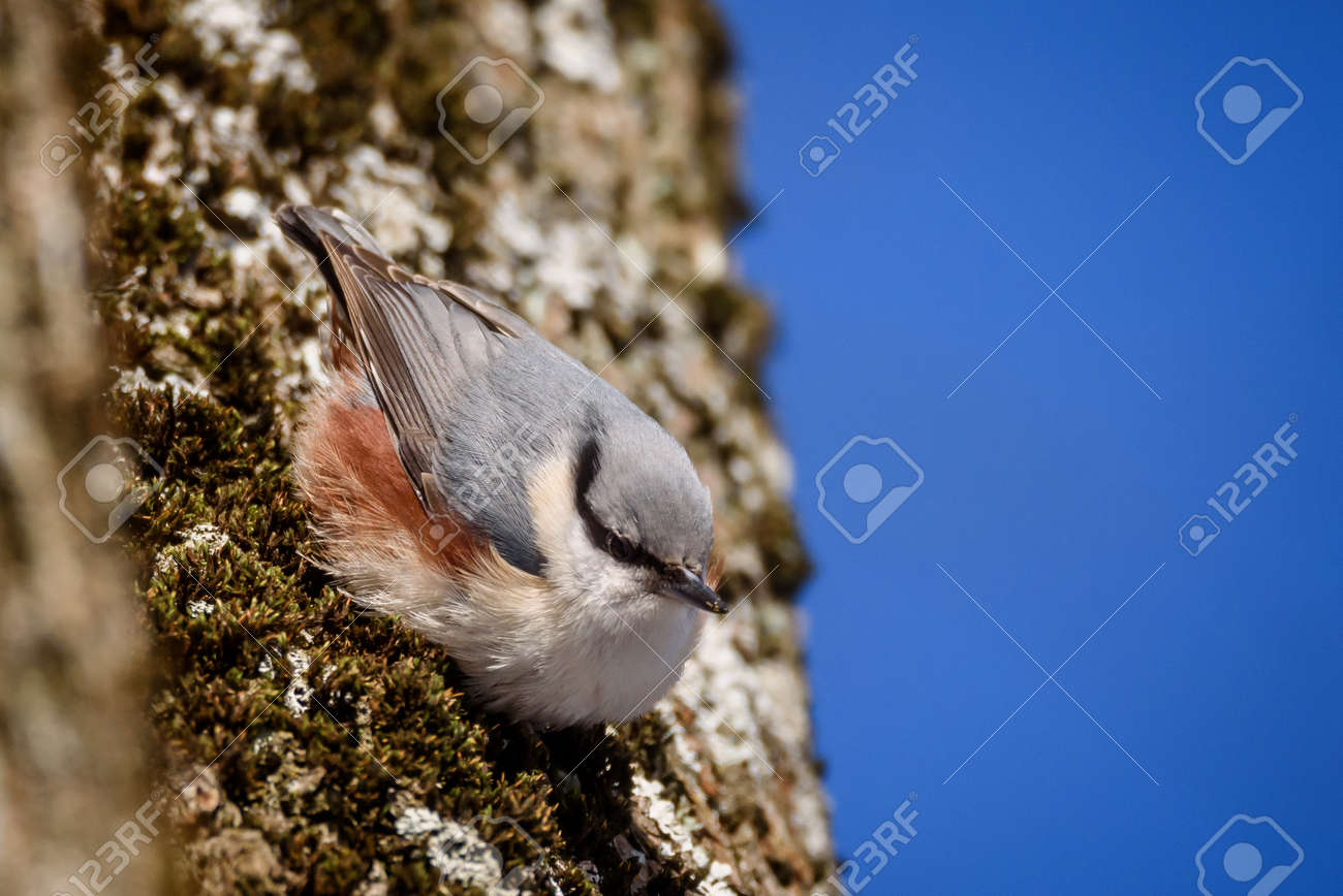 etiam-dictum-ipsum-a-felis