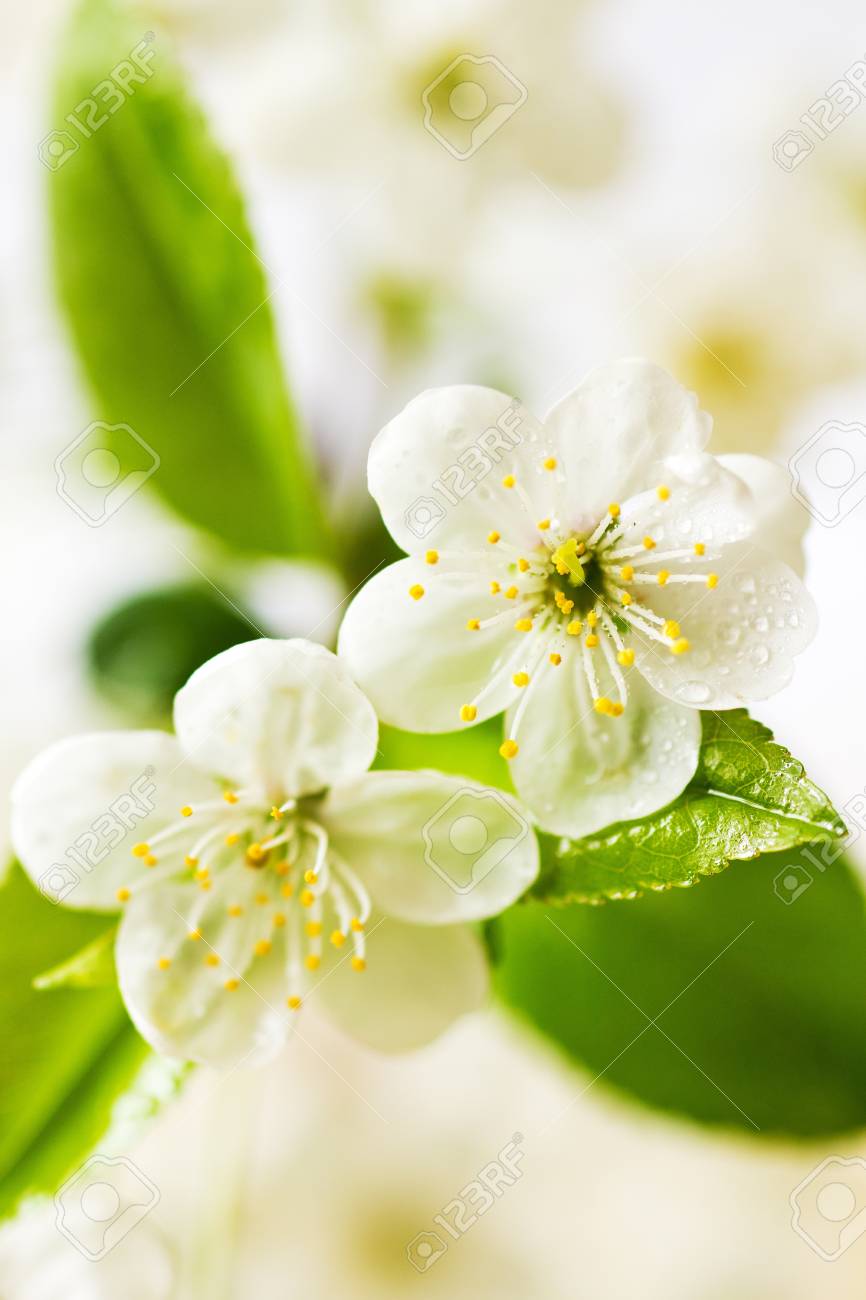 Printemps Des Fleurs De Cerisier Près Fleur Blanche
