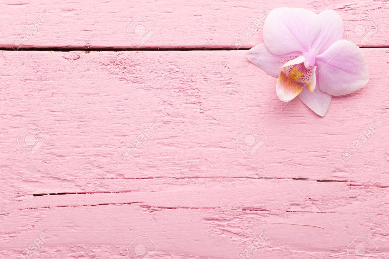 Des fleurs d\u0027orchidée rose sur le rose pastel fond.