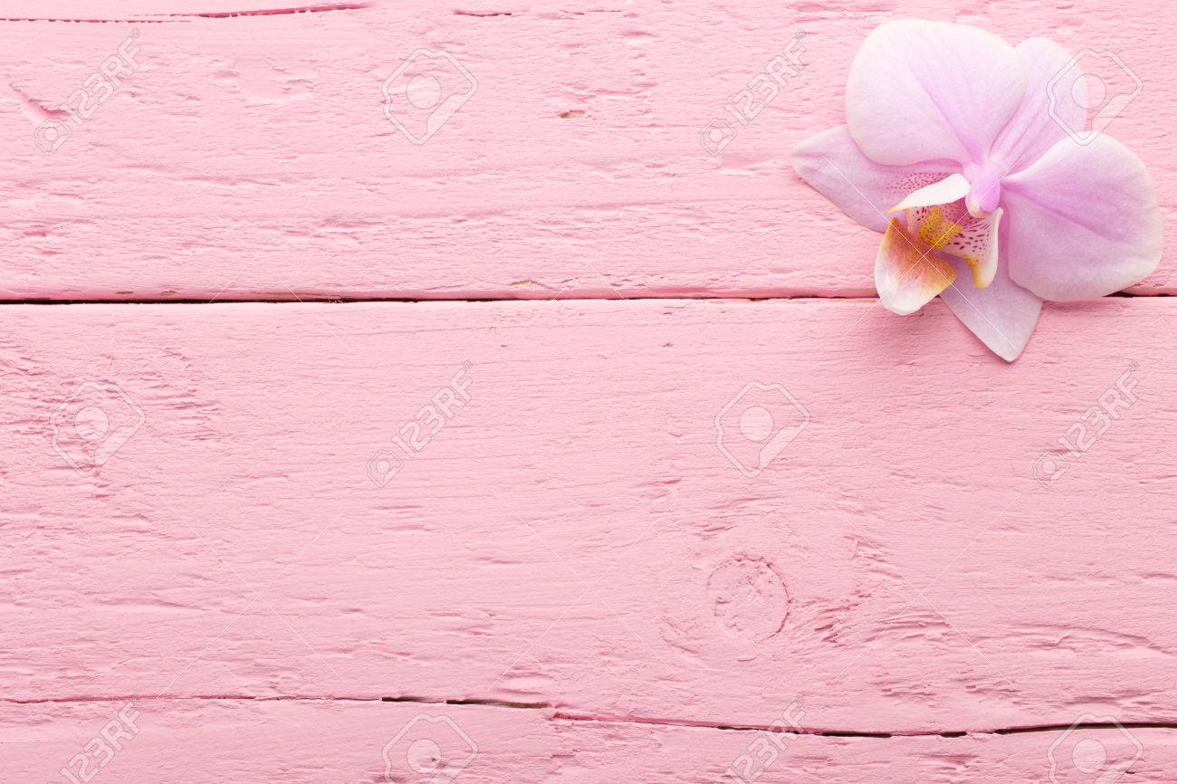 ピンクのパステル背景にピンクの蘭の花 の写真素材 画像素材 Image ピンクのパステル背景にピンクの蘭の花 の写真素材 画像素材 Image