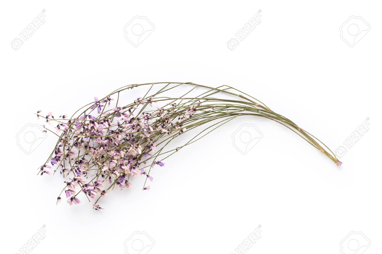 Dried Flowers On White Background Flat Lay Top View Stock Photo Picture And Royalty Free Image Image 119216700