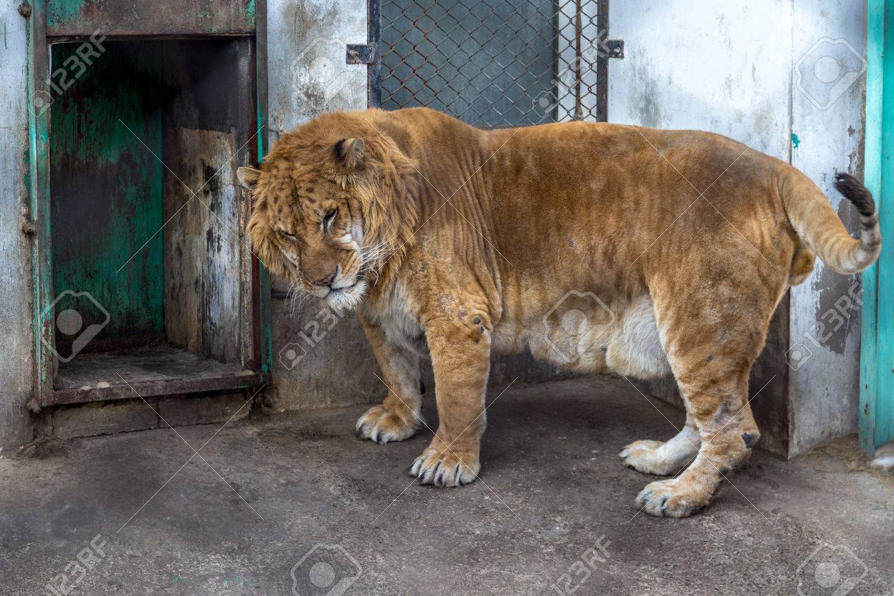 A Liger In The Siberian Tiger Park Harbin China The Liger