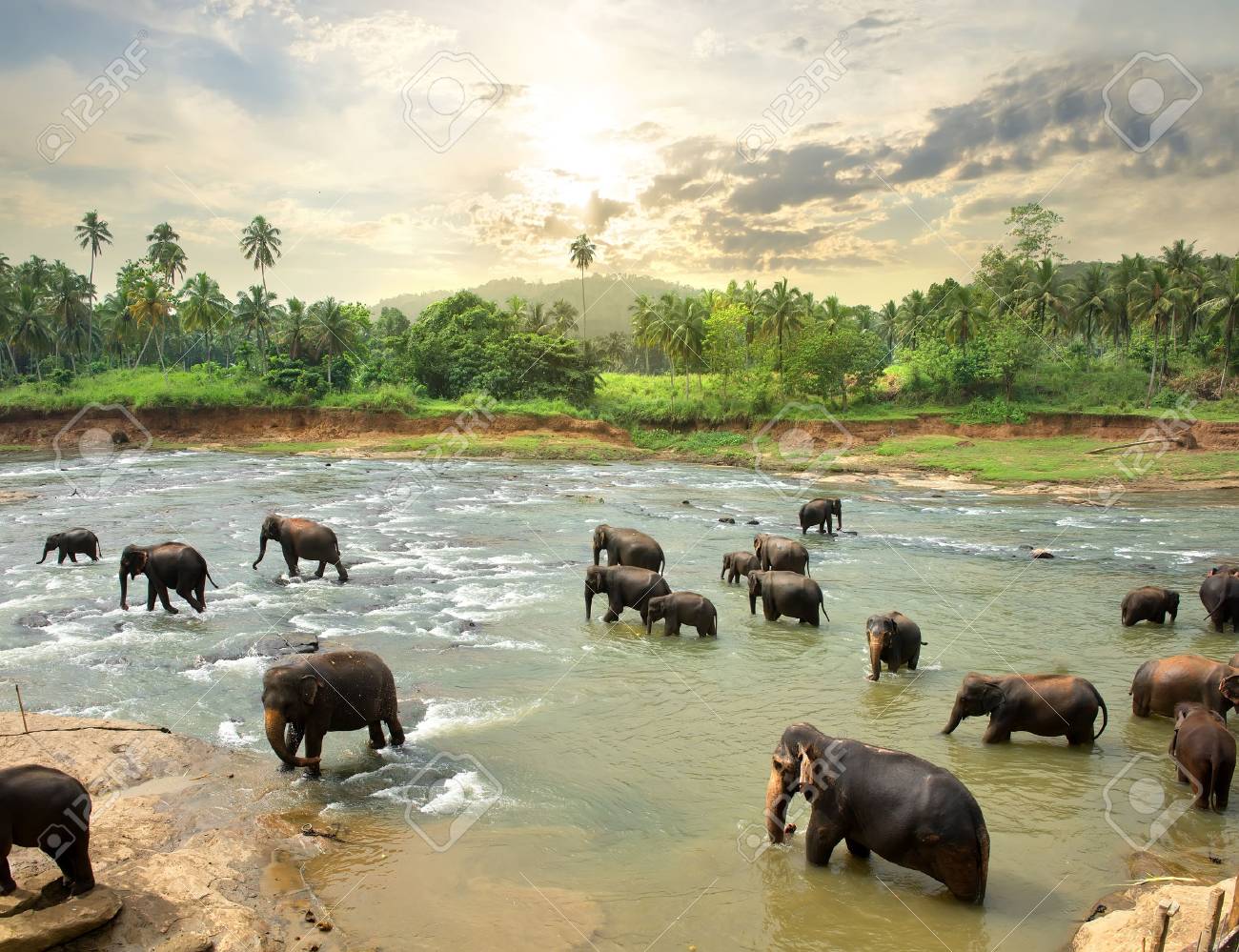 Elephants in water of jungle river, Sri Lanka - 55484207 Elephants in water of jungle river, Sri Lanka - 55484207