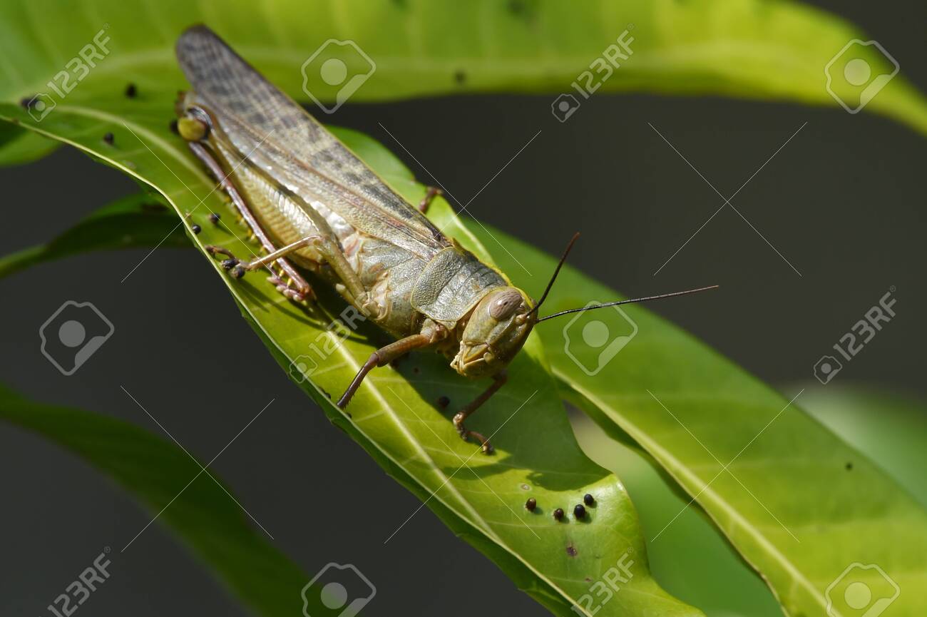 These Animal Insects That Live In Trees Are Called Gray-brown Wood Grasshoppers Crawling On Branches With Green Leaves. Stock Photo, Picture And Royalty Free Image. Image 120725744. These Animal Insects That Live In Trees Are Called Gray-brown Wood Grasshoppers Crawling On Branches With Green Leaves. Stock Photo, Picture And Royalty Free Image. Image 120725744.