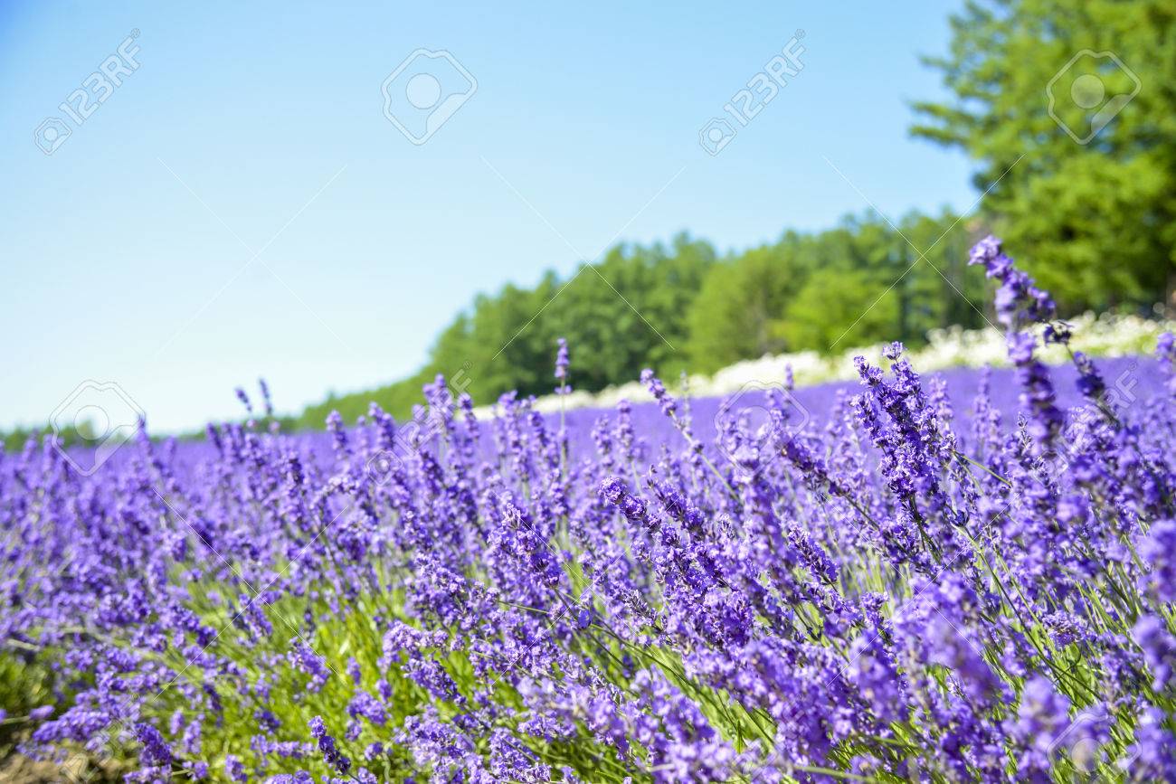 青空とラベンダー畑 の写真素材 画像素材 Image 青空とラベンダー畑 の写真素材 画像素材 Image