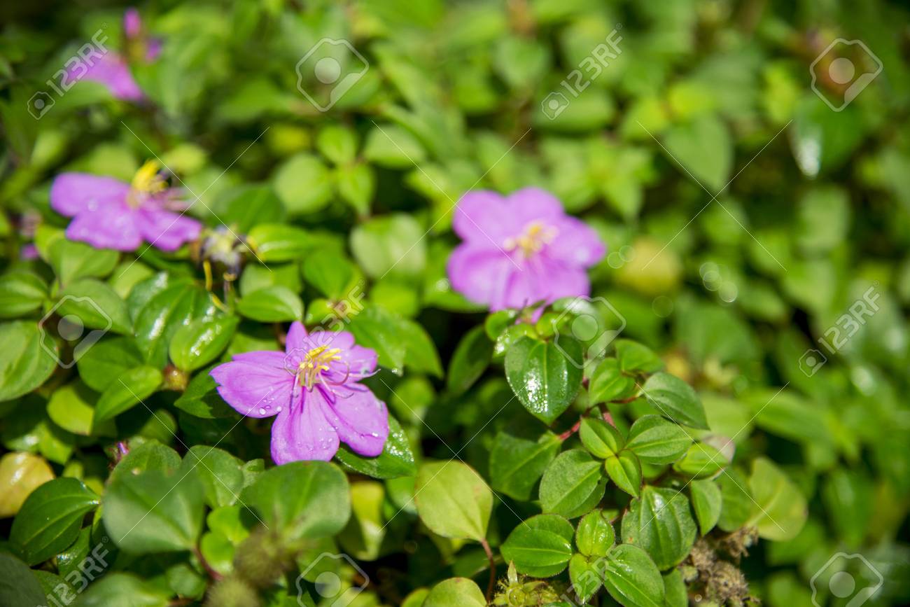 Purple Begonia Flower In The Garden1 Stock Photo Picture And Royalty Free Image Image 25423461