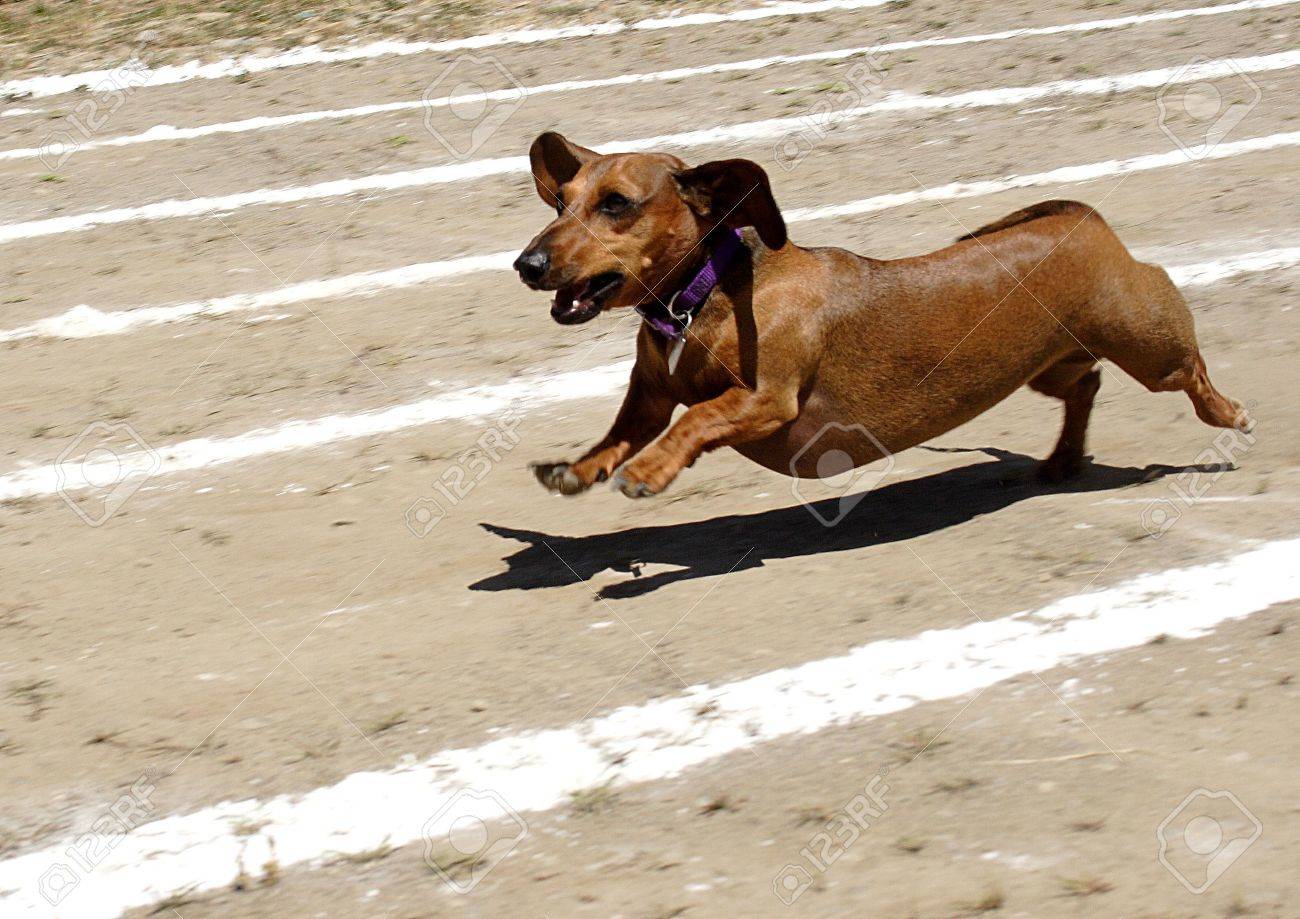 weiner dog running