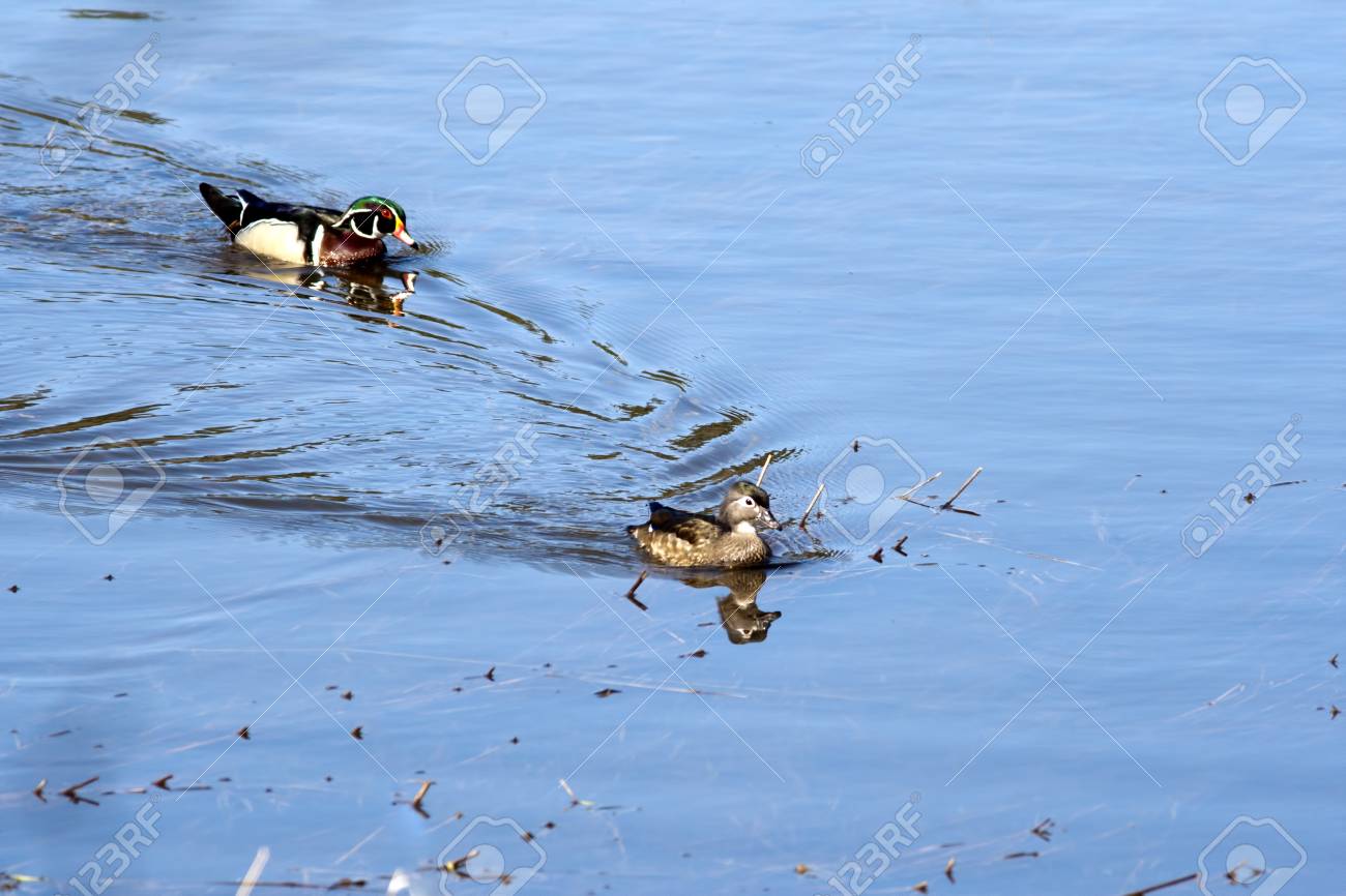 Eine Mannliche Und Weibliche Holz Ente Schwimmen Zusammen In
