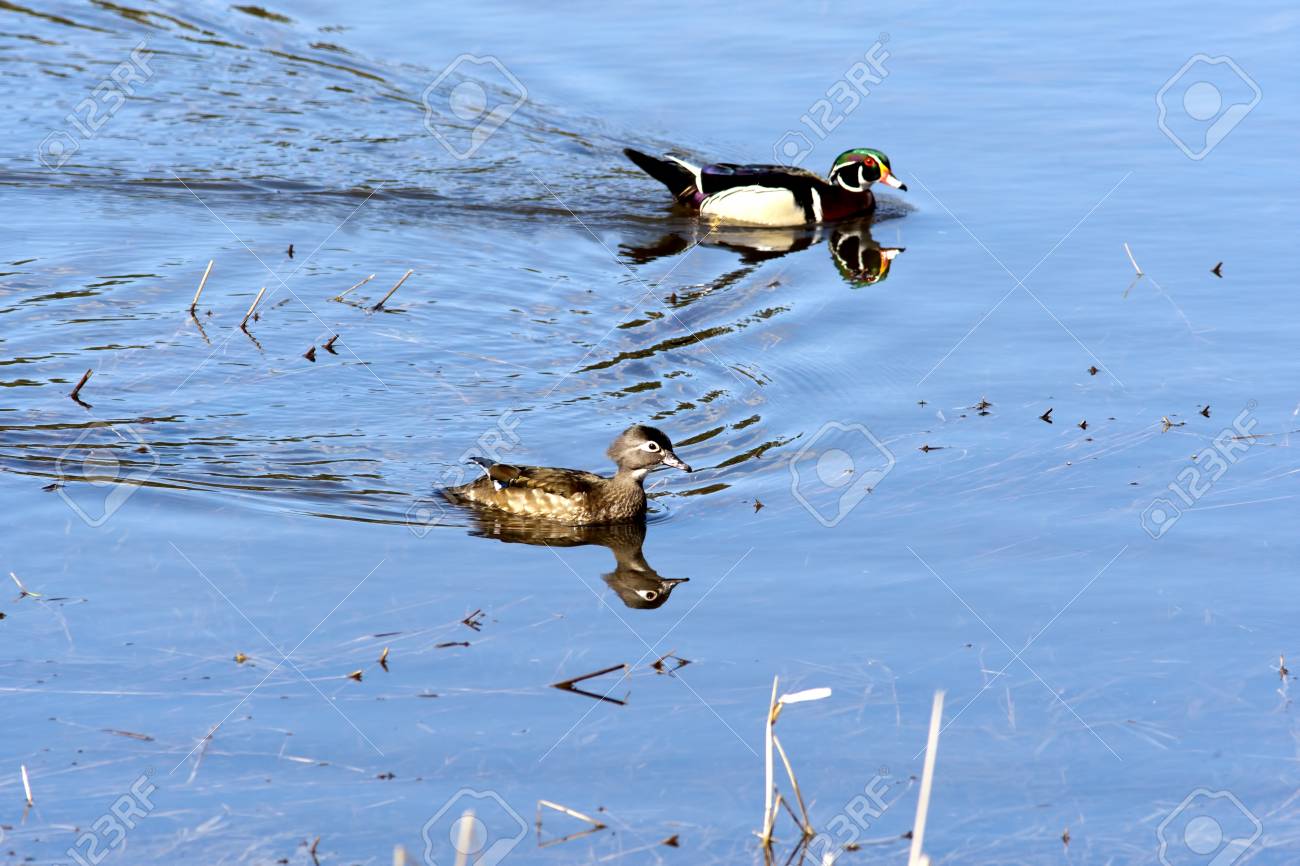 Eine Mannliche Und Weibliche Holz Ente Schwimmen Entlang In Hauser