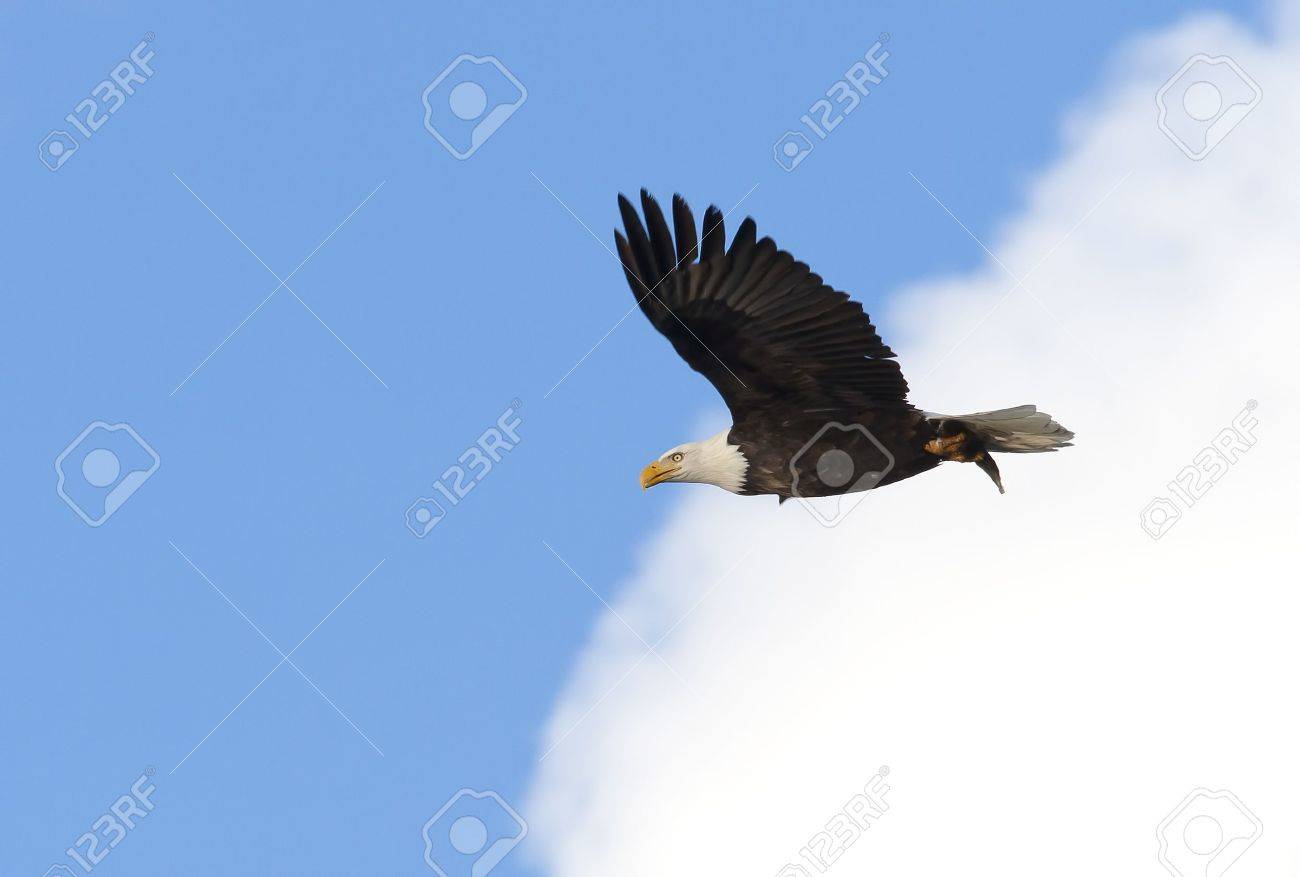 白頭鷲の舞い上がる の写真素材 画像素材 Image