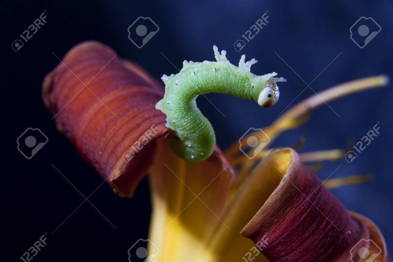 caterpillar flexion