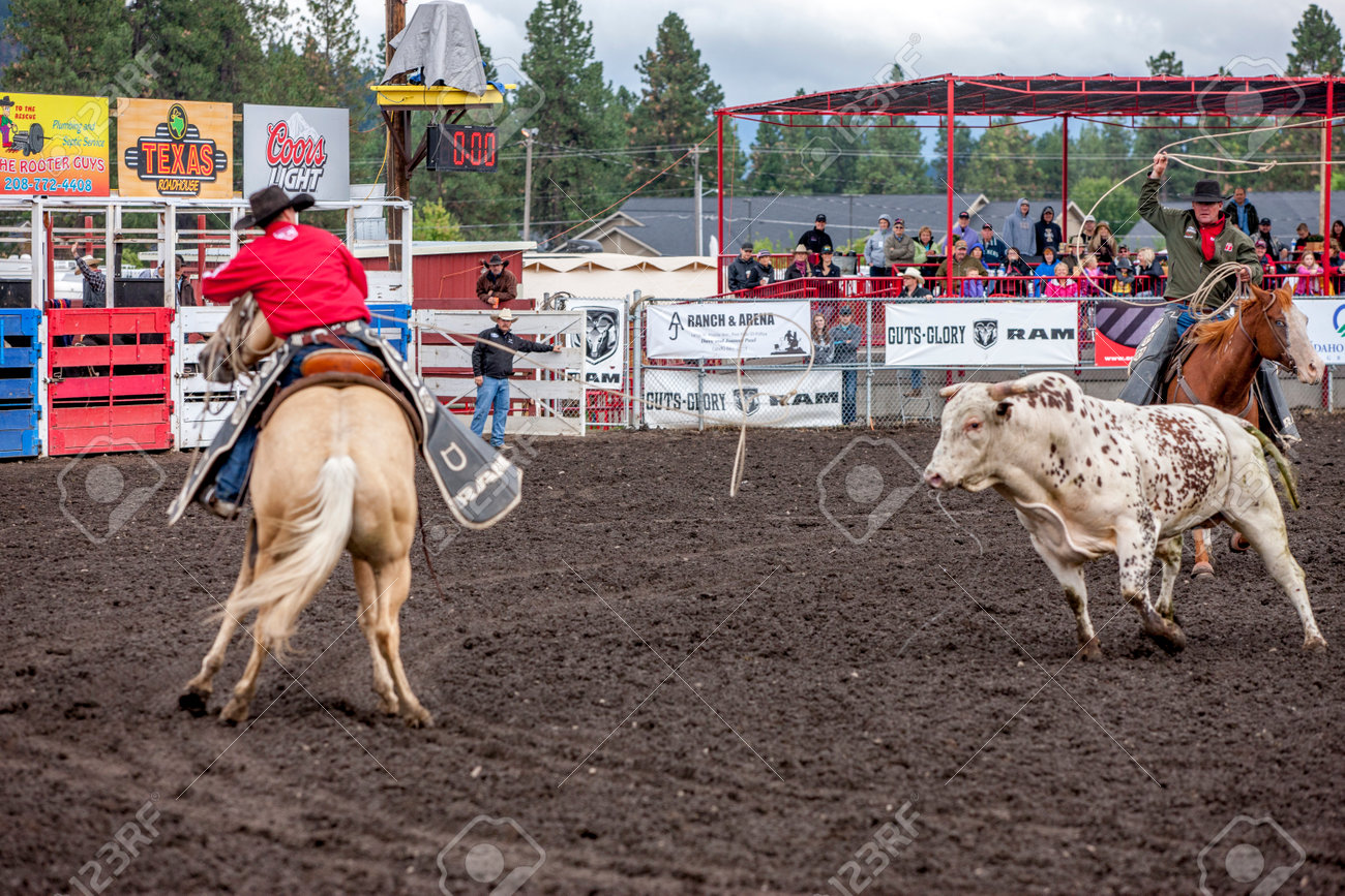 雄牛は 15 年 8 月 30 日北アイダホの公正なロデオ馬にカウボーイを充電します の写真素材 画像素材 Image