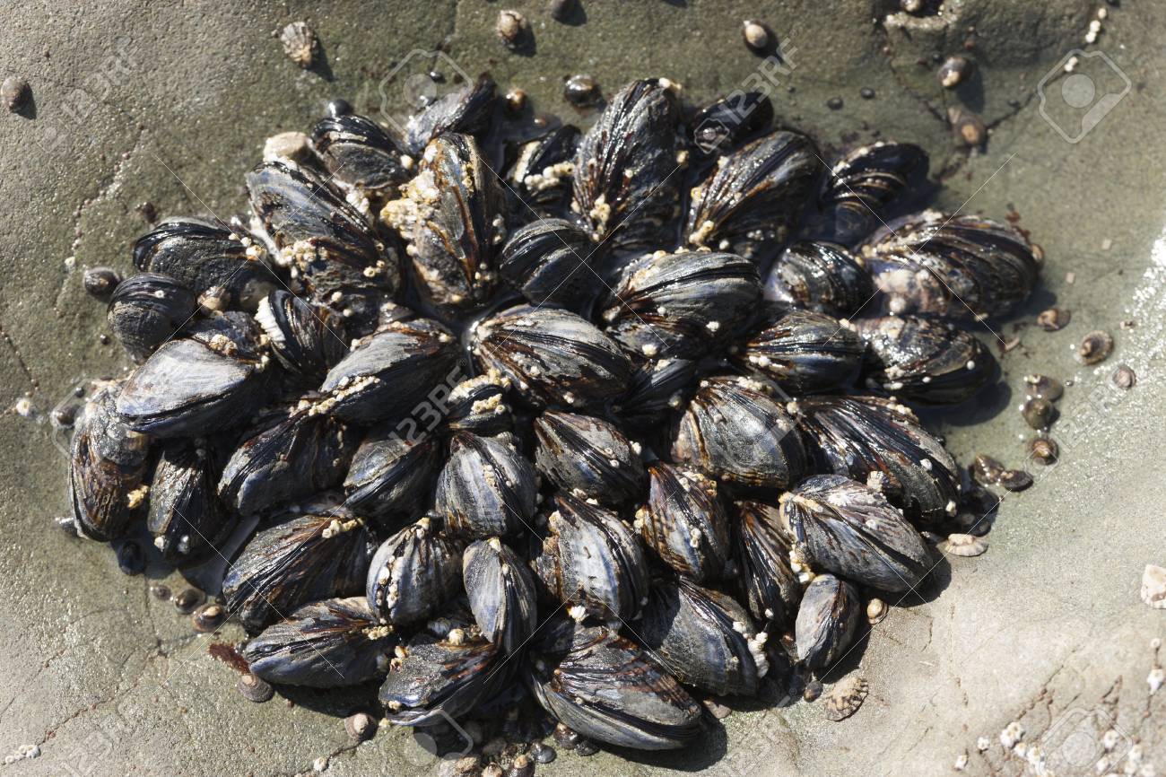 ムール貝 イガイ 桟橋磯遊び海の海岸 ワシントン州の北部のクラスター の写真素材 画像素材 Image ムール貝 イガイ 桟橋磯遊び海の海岸 ワシントン州の北部のクラスター の写真素材 画像素材 Image