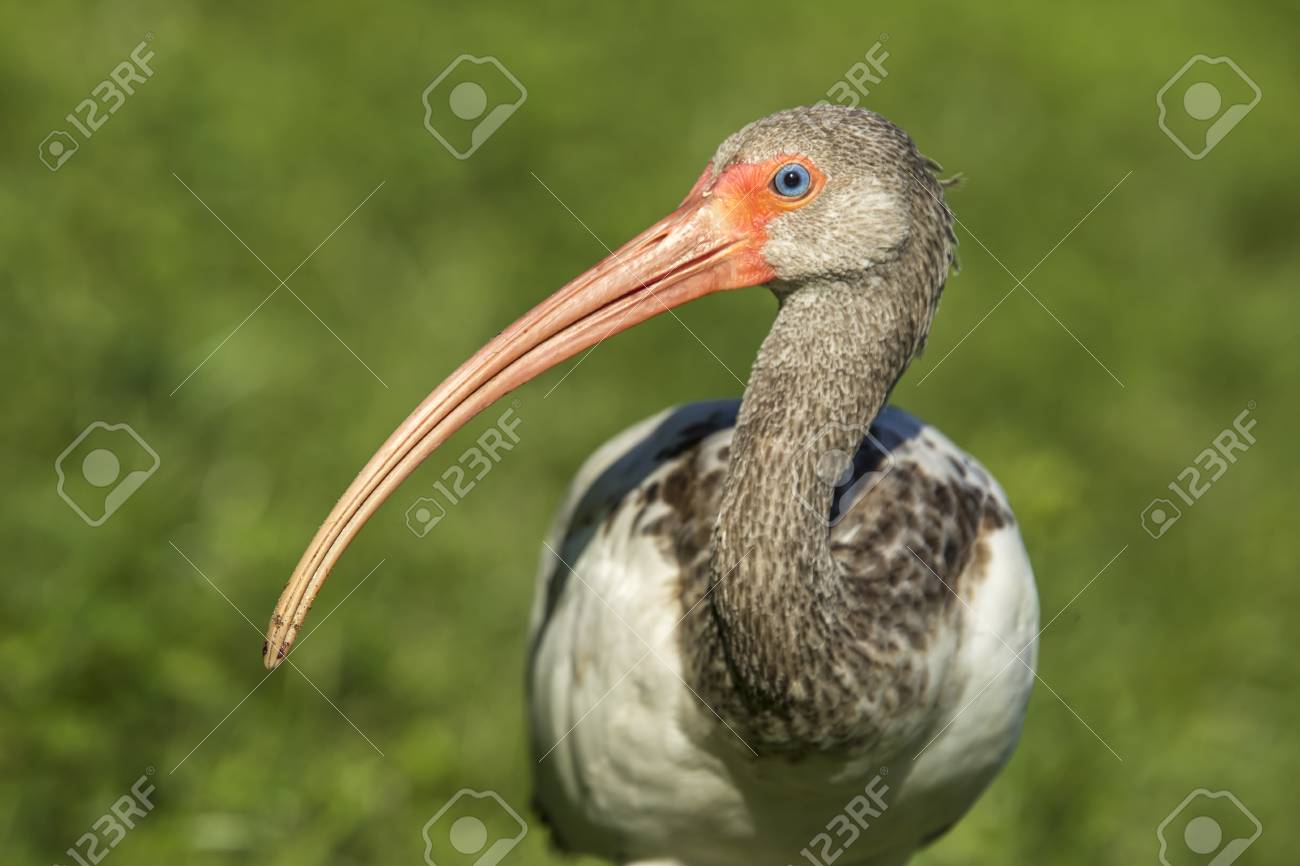 langer schnabel eines jungen weißen ibis in deland florida