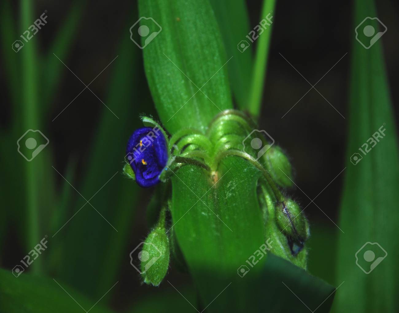 etiam-dictum-ipsum-a-felis