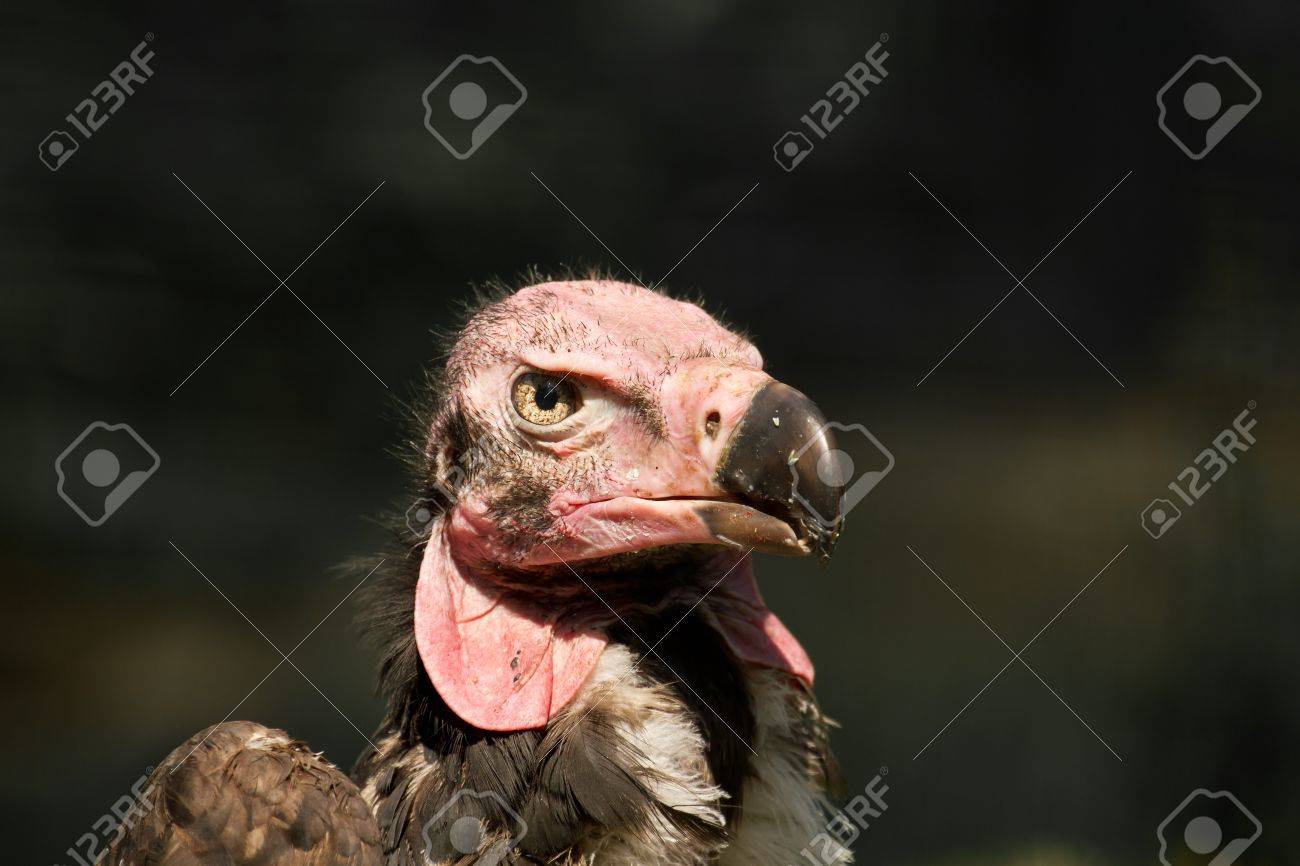 etiam-dictum-ipsum-a-felis