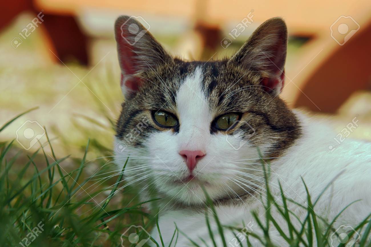 etiam-dictum-ipsum-a-felis