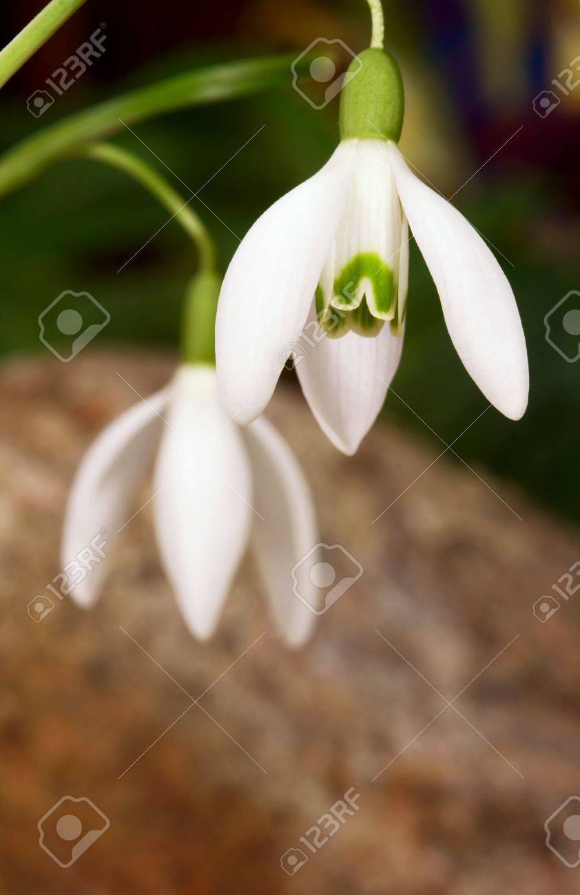 マクロ スノー ドロップ 庭 詳細 花 植物 植物 自然 緑 白 春栽培ポーランド の写真素材 画像素材 Image