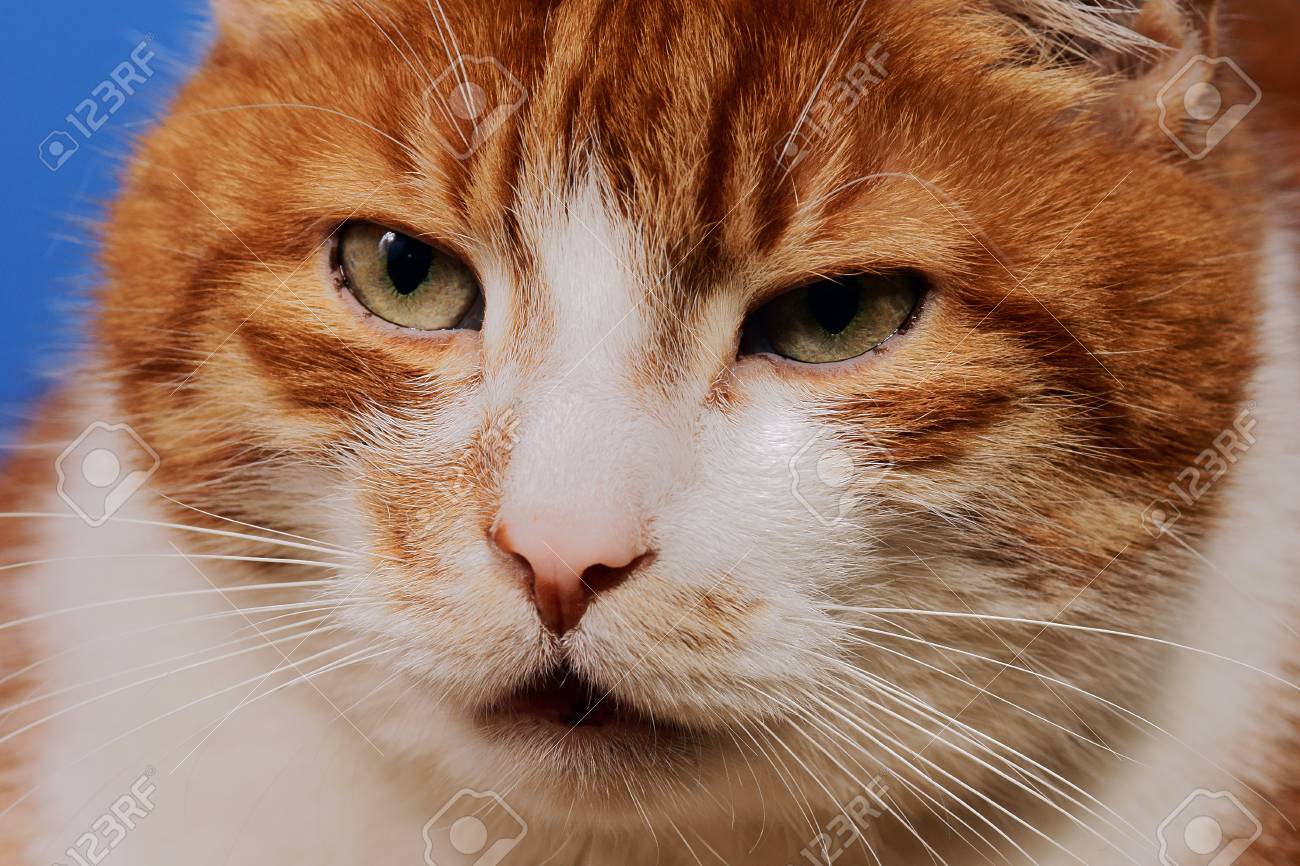 赤と白の髪猫の肖像画 の写真素材 画像素材 Image 赤と白の髪猫の肖像画 の写真素材 画像素材 Image