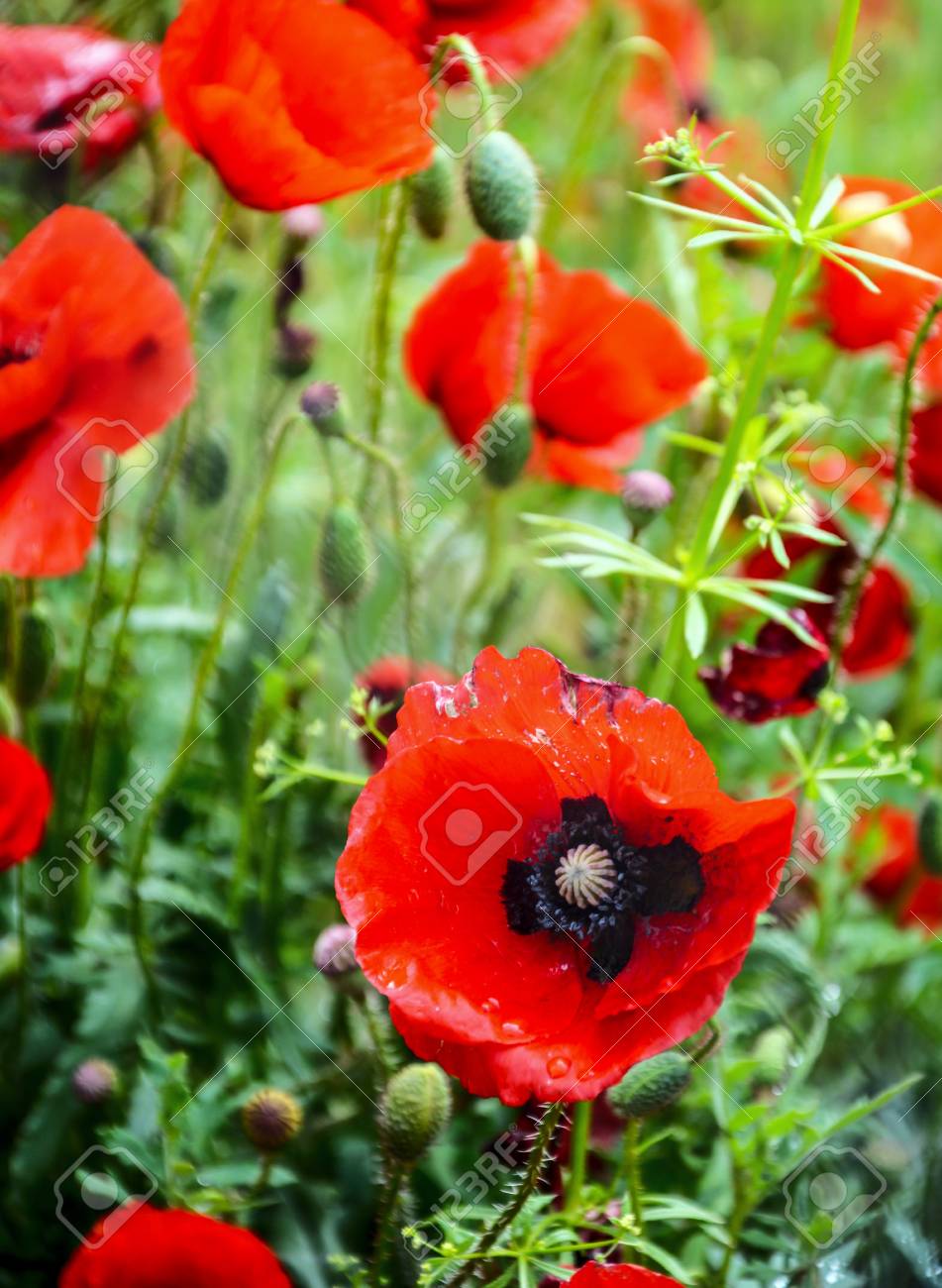 Flores Rojas De La Amapola De La Primavera Fotos Retratos Imagenes Y Fotografia De Archivo Libres De Derecho Image
