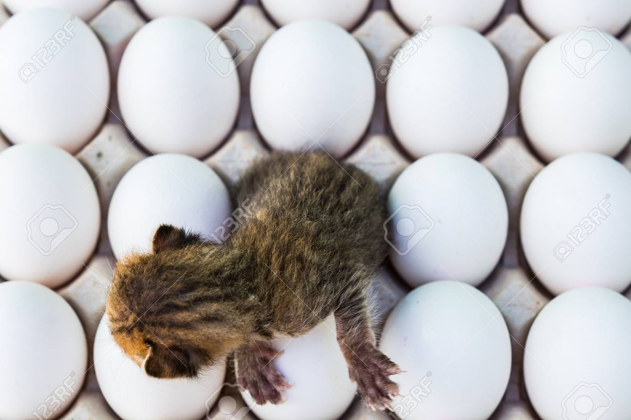 eggs for kittens