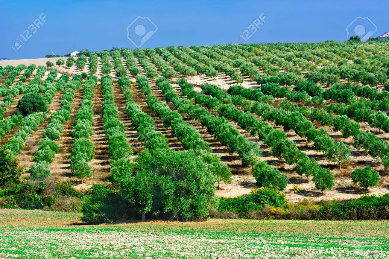 【真作】版画　技法不明　丘のオリーブ　爽やかな木陰と段々畑の風景　X1 真作】版画 技法不明 丘のオリーブ 爽やかな木陰と段々畑の風景 X1