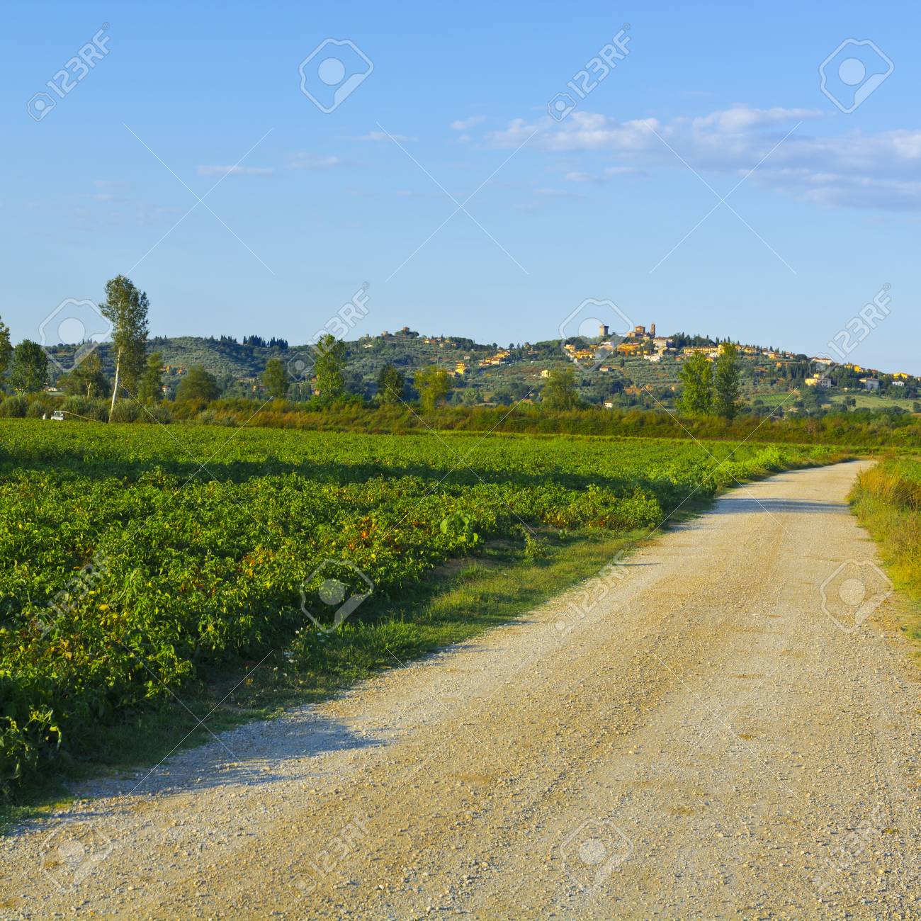 中世の街の汚い道とトスカーナの風景です イタリアのトマトのプランテーションの間の道路 の写真素材 画像素材 Image